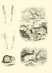 Pagina uit Het Picturale Museum van Geanimeerde Natuur