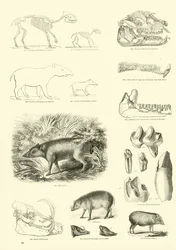 Pagina uit Het Picturale Museum van Geanimeerde Natuur