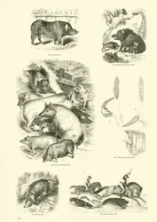 Pagina uit Het Picturale Museum van Geanimeerde Natuur