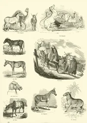 Pagina uit Het Picturale Museum van Geanimeerde Natuur