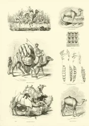 Pagina uit Het Picturale Museum van Geanimeerde Natuur