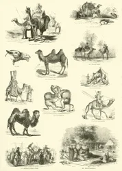 Pagina uit Het Picturale Museum van Geanimeerde Natuur