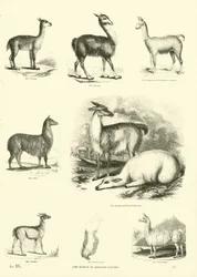 Pagina uit Het Picturale Museum van Geanimeerde Natuur