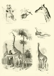 Pagina uit Het Picturale Museum van Geanimeerde Natuur