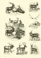 Pagina uit Het Picturale Museum van Geanimeerde Natuur