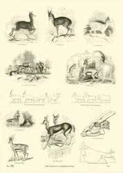 Pagina uit Het Picturale Museum van Geanimeerde Natuur