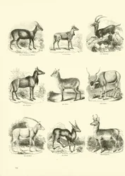 Pagina uit Het Picturale Museum van Geanimeerde Natuur