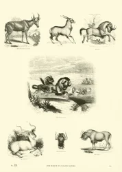 Pagina uit Het Picturale Museum van Geanimeerde Natuur