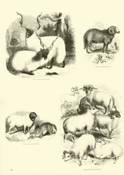 Pagina uit Het Picturale Museum van Geanimeerde Natuur