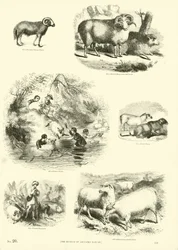 Pagina uit Het Picturale Museum van Geanimeerde Natuur