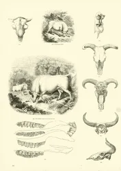 Pagina uit Het Picturale Museum van Geanimeerde Natuur