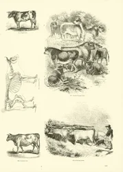 Pagina uit Het Picturale Museum van Geanimeerde Natuur