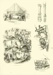 Pagina uit Het Picturale Museum van Geanimeerde Natuur