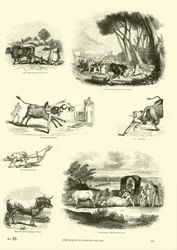 Pagina uit Het Picturale Museum van Geanimeerde Natuur