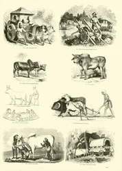 Pagina uit Het Picturale Museum van Geanimeerde Natuur