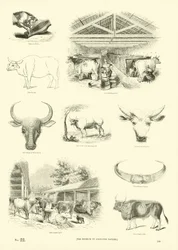 Pagina uit Het Picturale Museum van Geanimeerde Natuur