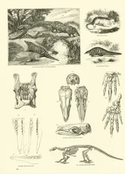 Pagina uit Het Picturale Museum van Geanimeerde Natuur