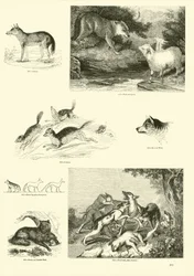 Pagina uit Het Picturale Museum van Geanimeerde Natuur