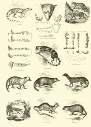 Pagina uit Het Picturale Museum van Geanimeerde Natuur