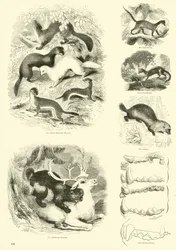 Pagina uit Het Picturale Museum van Geanimeerde Natuur