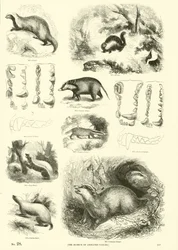 Pagina uit Het Picturale Museum van Geanimeerde Natuur