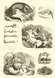 Pagina uit Het Picturale Museum van Geanimeerde Natuur