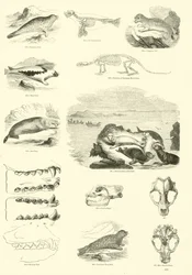 Pagina uit Het Picturale Museum van Geanimeerde Natuur