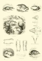 Pagina uit Het Picturale Museum van Geanimeerde Natuur