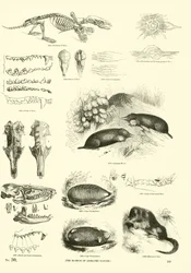 Pagina uit Het Picturale Museum van Geanimeerde Natuur