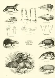 Pagina uit Het Picturale Museum van Geanimeerde Natuur