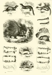 Pagina uit Het Picturale Museum van Geanimeerde Natuur