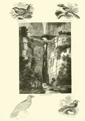Pagina uit Het Picturale Museum van Geanimeerde Natuur