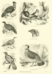 Pagina uit Het Picturale Museum van Geanimeerde Natuur
