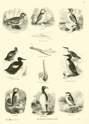 Pagina uit Het Picturale Museum van Geanimeerde Natuur