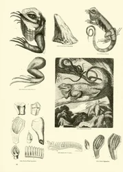 Pagina uit Het Picturale Museum van Geanimeerde Natuur