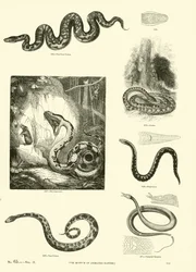 Pagina uit Het Picturale Museum van Geanimeerde Natuur