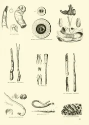 Pagina uit Het Picturale Museum van Geanimeerde Natuur