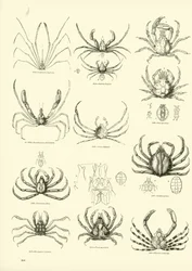 Pagina uit Het Picturale Museum van Geanimeerde Natuur