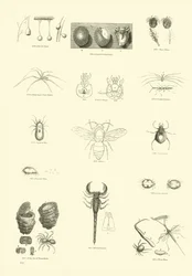 Pagina uit Het Picturale Museum van Geanimeerde Natuur