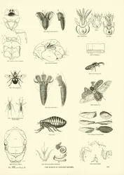 Pagina uit Het Picturale Museum van Geanimeerde Natuur