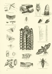 Pagina uit Het Picturale Museum van Geanimeerde Natuur