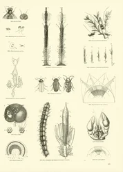 Pagina uit Het Picturale Museum van Geanimeerde Natuur