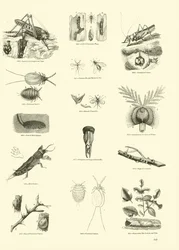 Pagina uit Het Picturale Museum van Geanimeerde Natuur