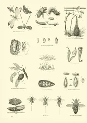 Pagina uit Het Picturale Museum van Geanimeerde Natuur