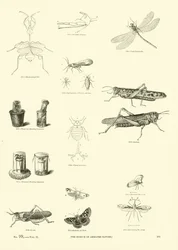 Pagina uit Het Picturale Museum van Geanimeerde Natuur
