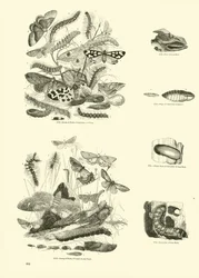Pagina uit Het Picturale Museum van Geanimeerde Natuur