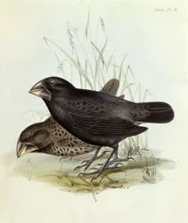 Paar Geospiza Magnirostris, uit The Zoology of the Voyage of H.M.S. Beagle 1832-36 door Charles Darwin, 1840