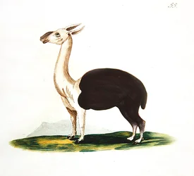 Peruaanse guanaco, ca. 1810