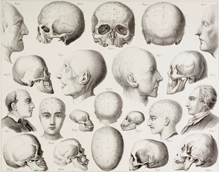 Frenologische illustratie die de psychologische relaties van de hersenen toont, uit een 19e-eeuwse prent