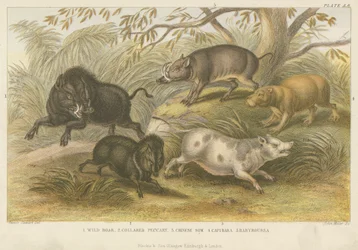 Varkens